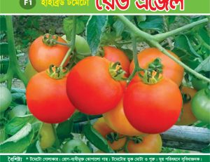 হাইব্রিড টমেটো - রেড এঞ্জেল