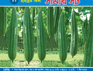 হাইব্রিড ঝিঙ্গা - সামার সর্ট