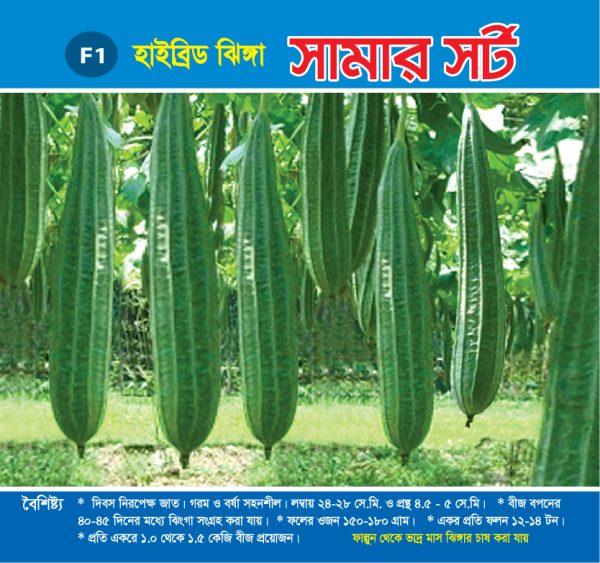 হাইব্রিড ঝিঙ্গা - সামার সর্ট
