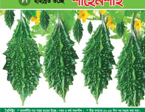 হাইব্রিড উচ্ছে - শাহেনশাহ