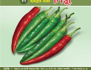 হাইব্রিড মরিচ - সিন্ধু