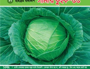 হাইব্রিড বাঁধাকপি - সামার কুইক-৫৫