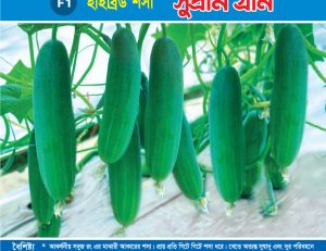 হাইব্রিড শসা - সুপ্রীম গ্রীন