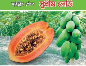 হাইব্রিড পেঁপে - সুপ্রীম লেডি