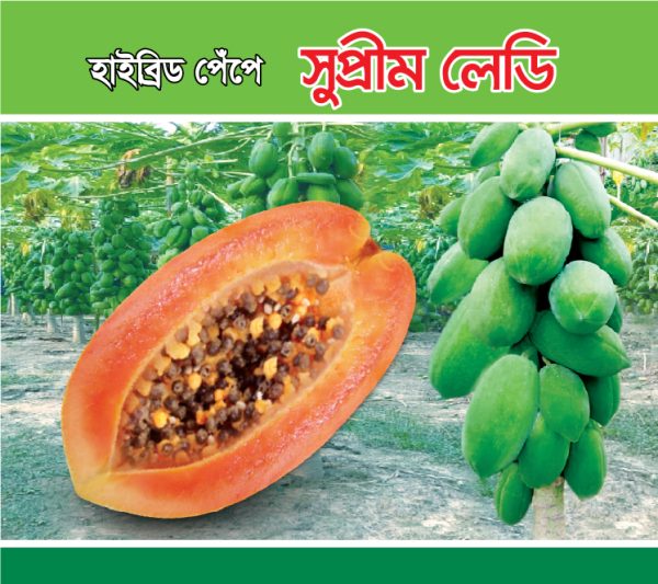 হাইব্রিড পেঁপে - সুপ্রীম লেডি