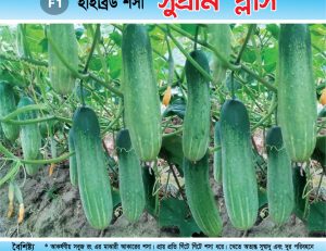 হাইব্রিড শসা - সুপ্রীম প্লাস
