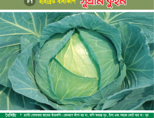 হাইব্রিড বাঁধাকপি - সুপ্রীম কুইন