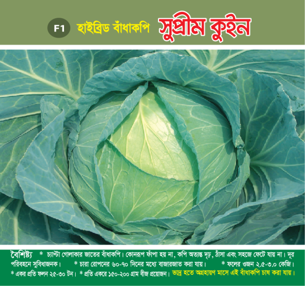 হাইব্রিড বাঁধাকপি - সুপ্রীম কুইন