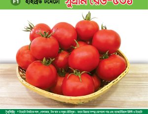 হাইব্রিড টমেটো - সুপ্রীম রেড-৫৩১