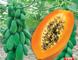 হাইব্রিড পেঁপে - টপ লেডি
