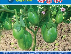 হাইব্রিড বেগুন - আল্ট্রা ৬০