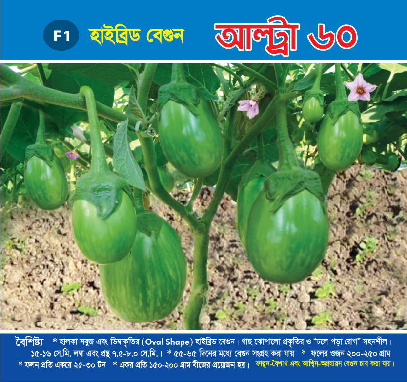 হাইব্রিড বেগুন - আল্ট্রা ৬০