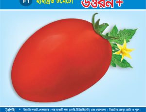 হাইব্রিড টমেটো - উত্তরন প্লাস