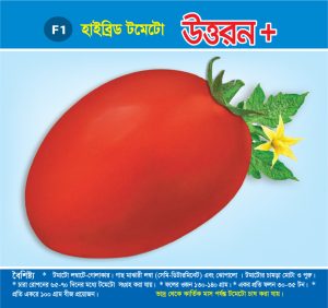 হাইব্রিড টমেটো - উত্তরন প্লাস