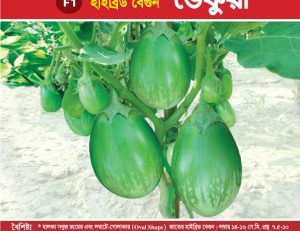 হাইব্রিড বেগুন - ভেঞ্চুরা