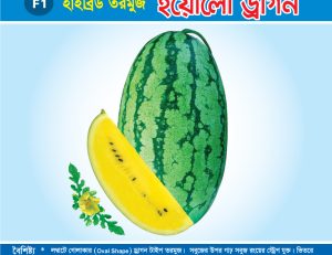 হাইব্রিড তরমুজ - ইয়োলো ড্রাগন